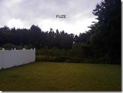 Fuze backyard