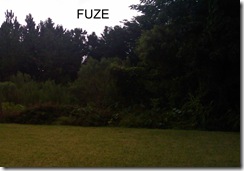 Fuze backyard 100